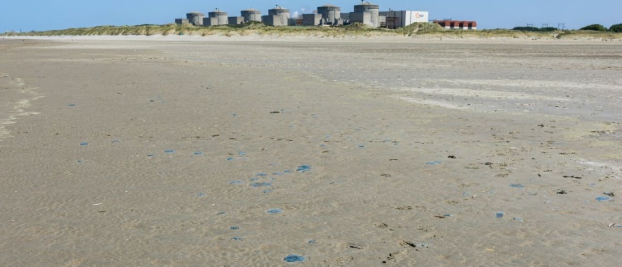 Méduses à la centrale nucléaire de Gravelines: un deuxième réacteur reconnecté
