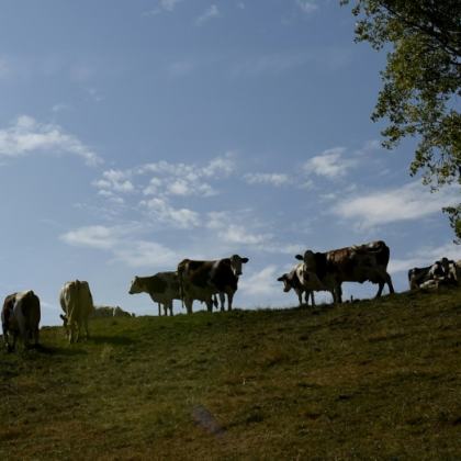 Dermatose: les exportations de jeunes bovins vont reprendre