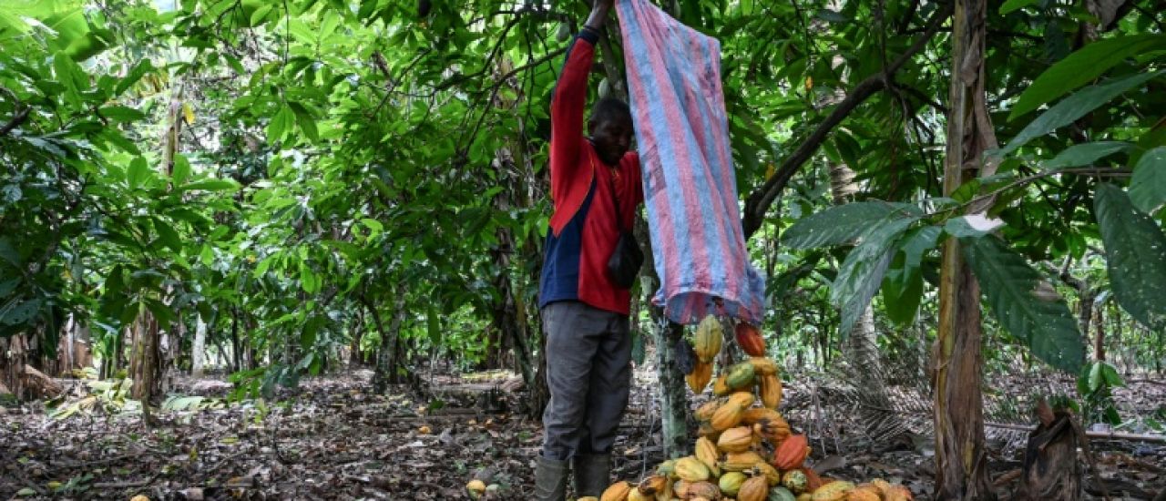 Côte d’Ivoire : le prix du cacao reste fixé à 1.200 francs CFA
