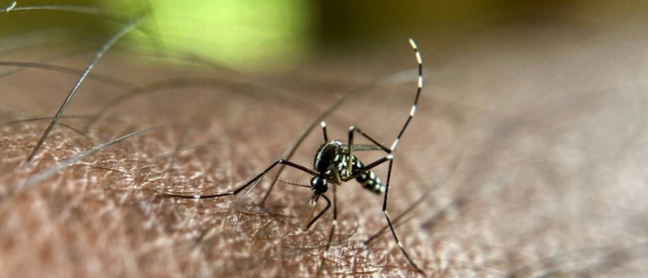 Le chikungunya toujours sur une pente croissante dans l'Hexagone