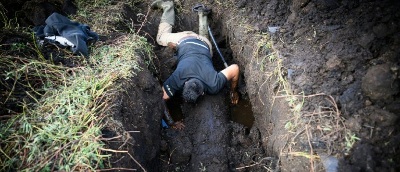 Dans le marais de Brière, des chênes enfouis témoins de l'histoire du climat