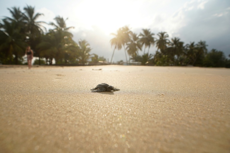 Au Gabon, la lutte pour faire vivre les bébés tortues marines