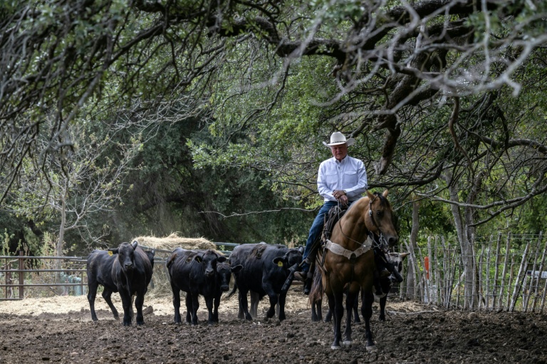 Au Texas, des éleveurs déçus par Trump sur la question du boeuf importé