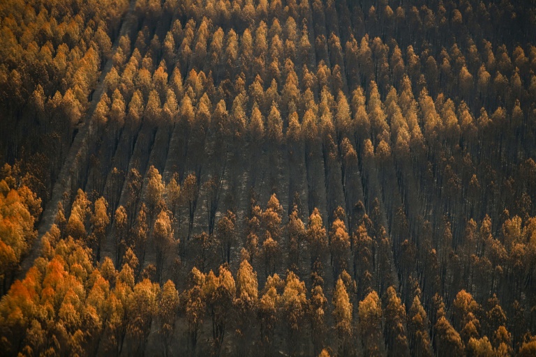 Après le mégafeu de Gironde, la forêt entre mesures d'urgence et réflexion sur son avenir