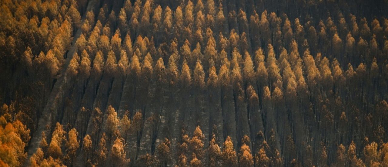 Après le mégafeu de Gironde, la forêt entre mesures d'urgence et réflexion sur son avenir
