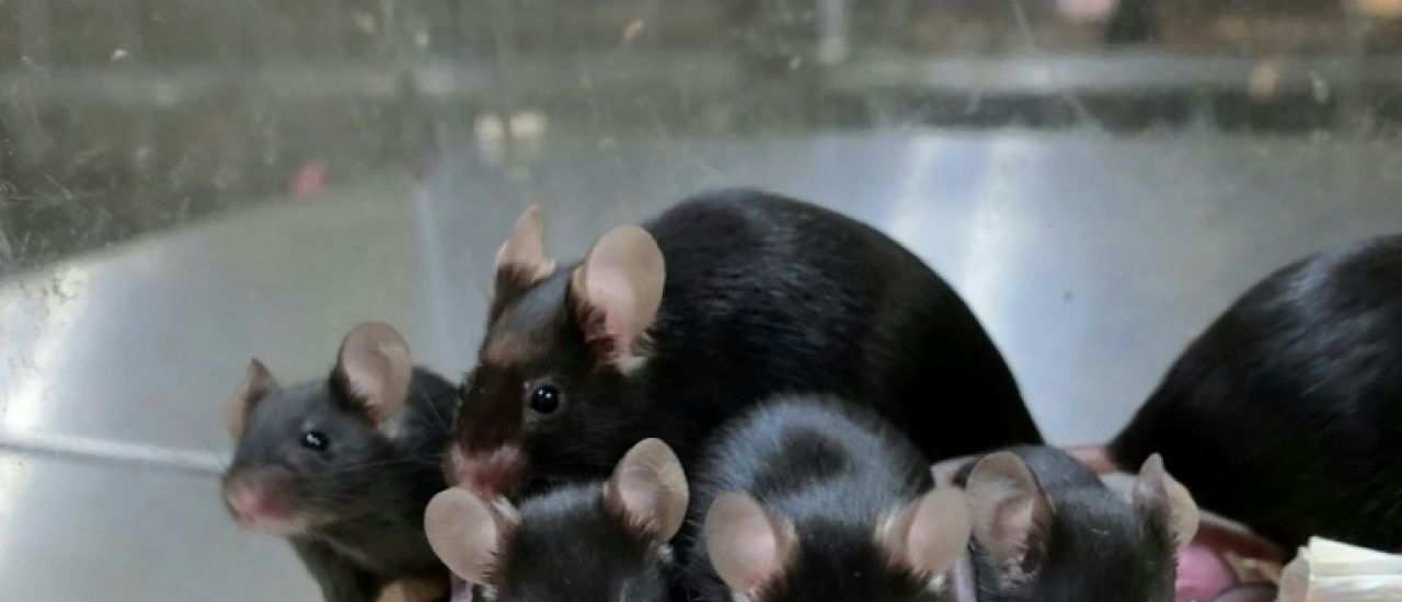 Les mammifères ne peuvent pas être clonés indéfiniment