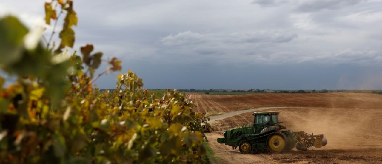 A la peine, les viticulteurs californiens abandonnent leurs vignes