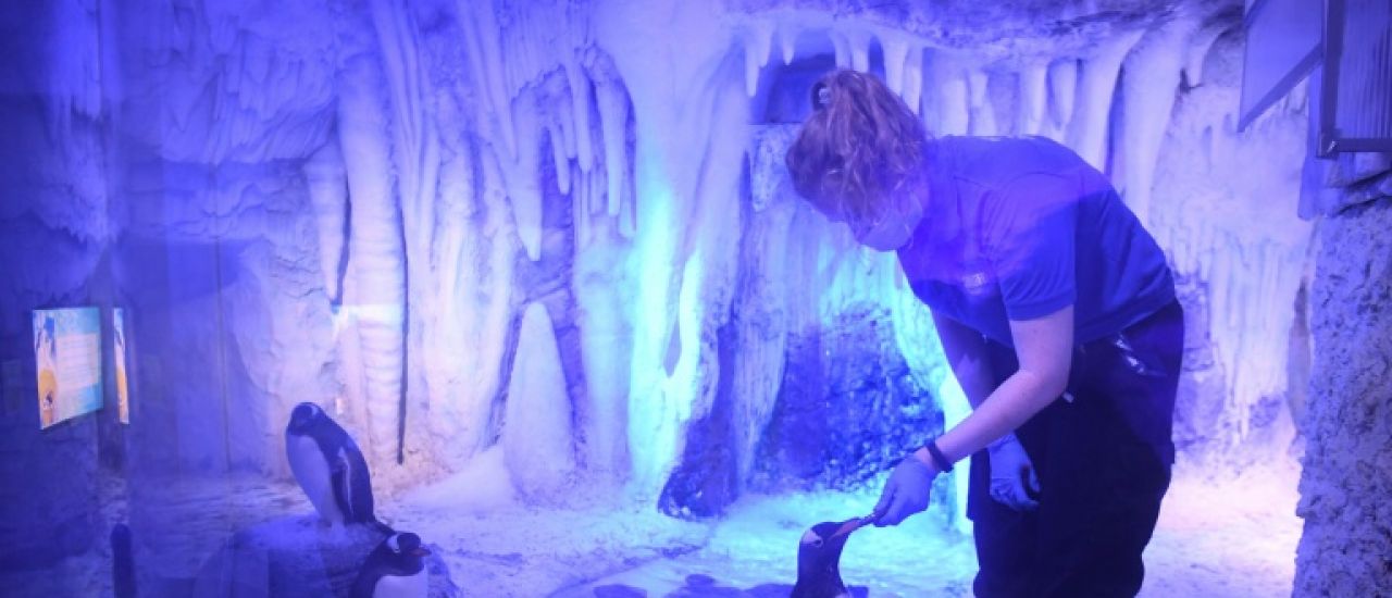 Des députés britanniques s'inquiètent du sort de manchots de l'Aquarium de Londres