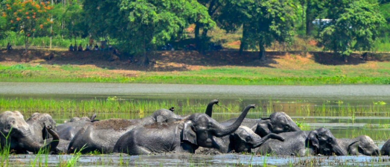 Inde: la population des éléphants s'est rétrécie d'un quart en huit ans