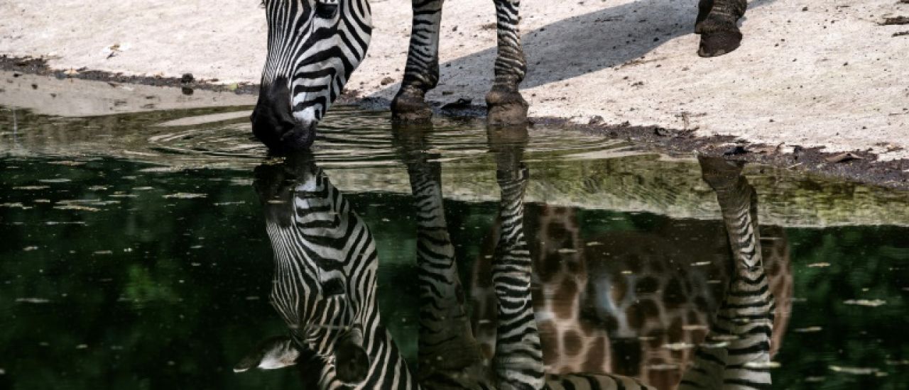 Serbie : un zèbre s'échappe de sa cage au zoo de Belgrade, trois blessés légers