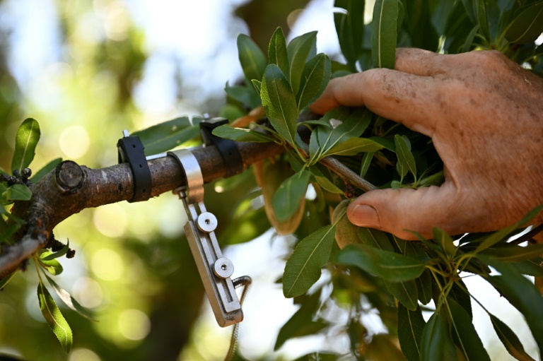 Moins d'eau, plus de capteurs: des agriculteurs se convertissent au goutte-à-goutte connecté