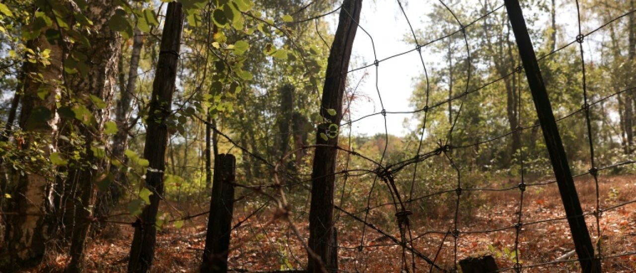 La Sologne, forêt abîmée par les grillages et les chasses privées