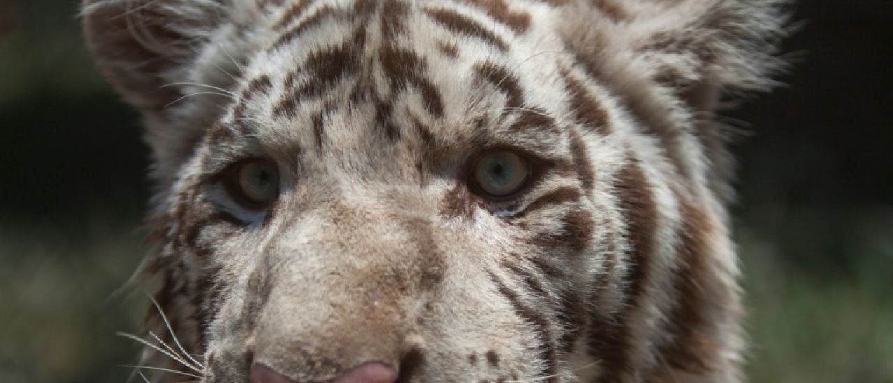 La population de tigres continue d'augmenter au Népal, avec 429 individus