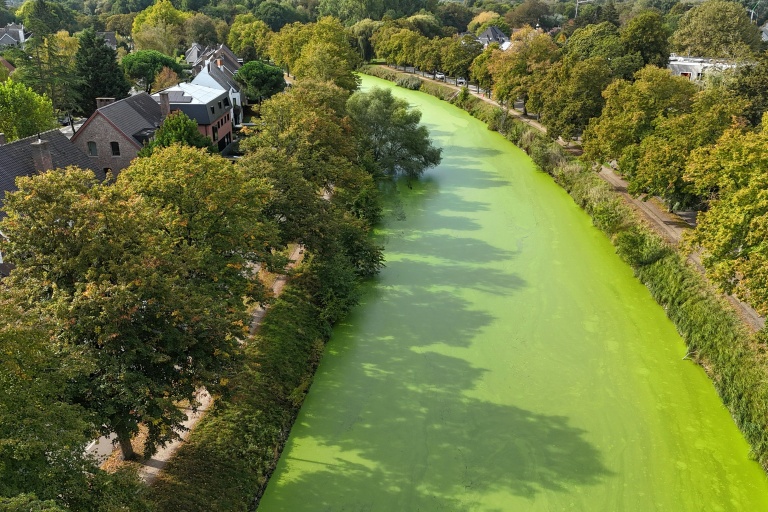 Changement climatique : en Belgique, un tapis vert sur les canaux de Gand