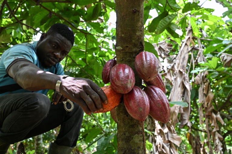 En Côte d'Ivoire, des chercheurs créent un cacao plus résistant au changement climatique
