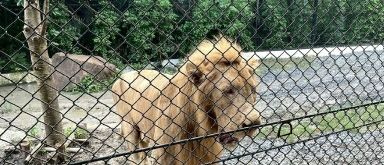Thaïlande: un zoo sous le feu des critiques après une attaque de lion mortelle