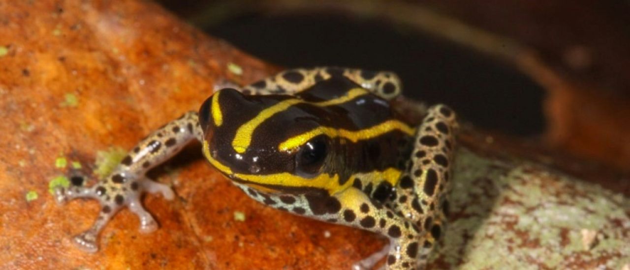 Une nouvelle espèce de grenouille venimeuse découverte en Amazonie péruvienne Une nouvelle espèce de grenouille venimeuse découverte en Amazonie péruvienne