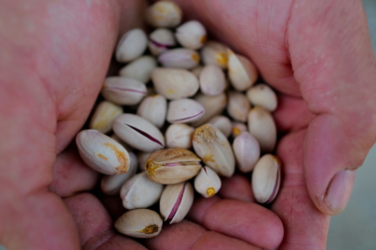Lentilles, pistaches: des vignerons du Sud se tournent vers des cultures "d'avenir"