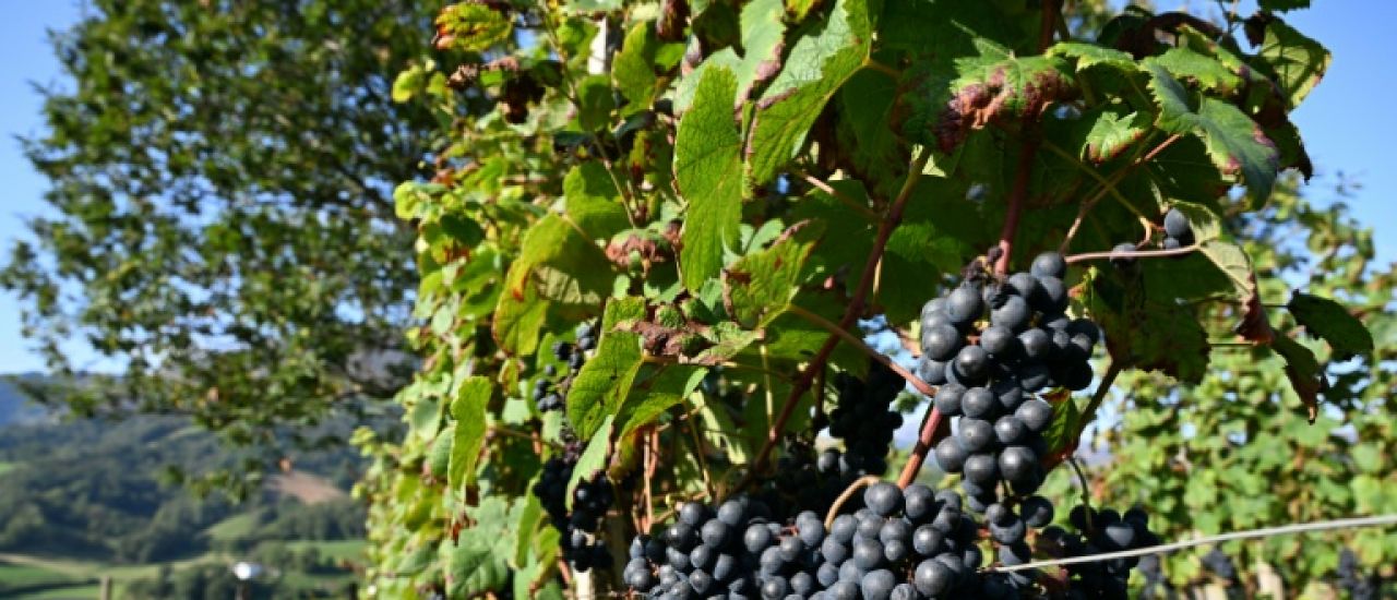 Estimations de vendanges 2025 revues à la baisse, proches du faible volume de 2024