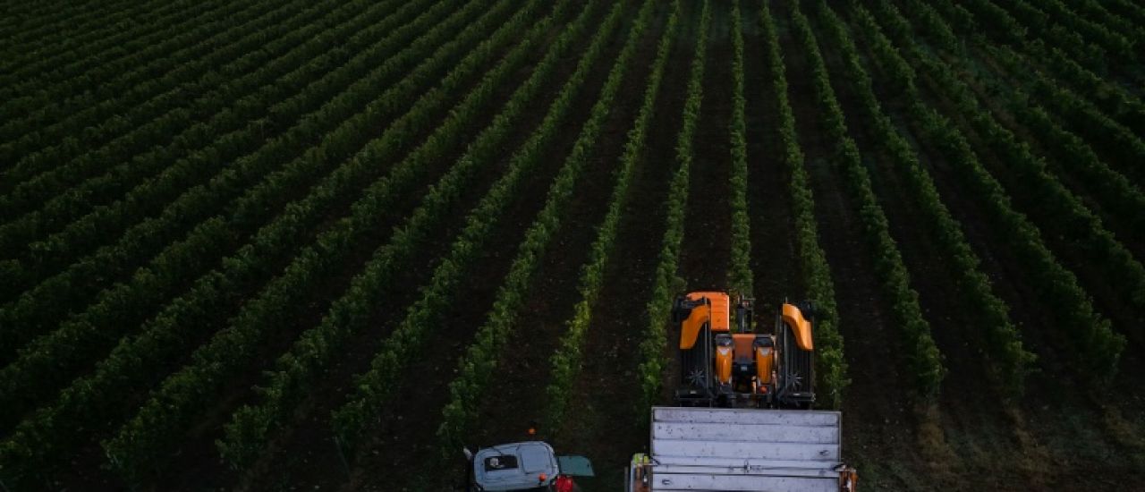 Dans les vignes bordelaises, le pari de nouveaux cépages plus résistants