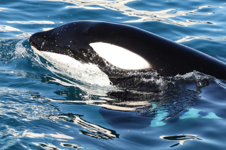 La France veut rapidement envoyer en Espagne les orques du Marineland d'Antibes
