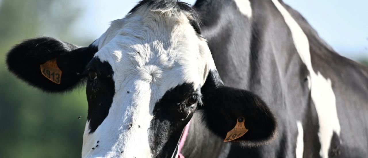 De la physique des pâtes aux vaches repeintes en zèbres, voici les anti-Nobel 2025