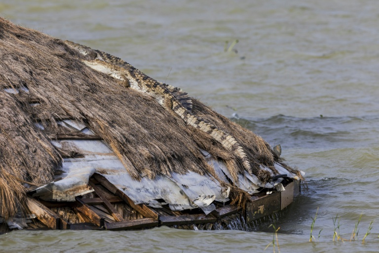 Kenya: les eaux des lacs montent, les populations à la merci des crocodiles
