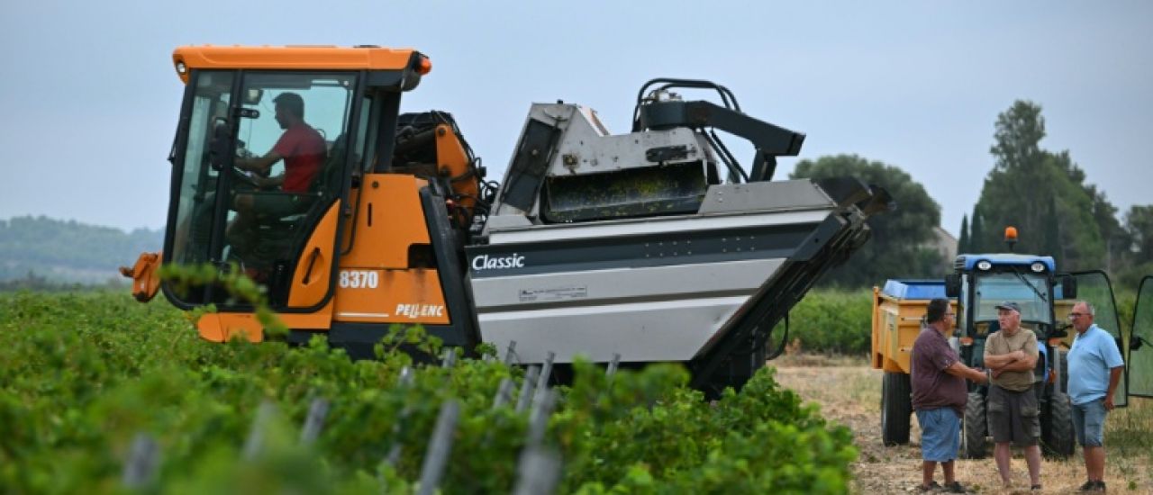 A l'est de l'Occitanie, vendanges précoces après des mois de températures record