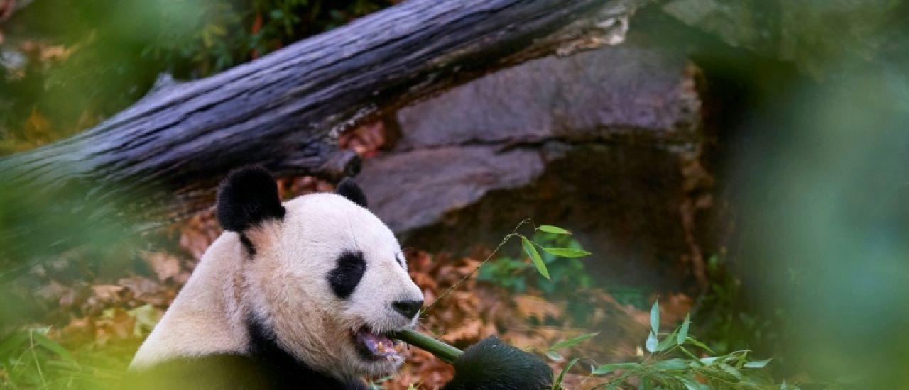 Beauval: derniers adieux émus du public, avant le retour des pandas en Chine mardi