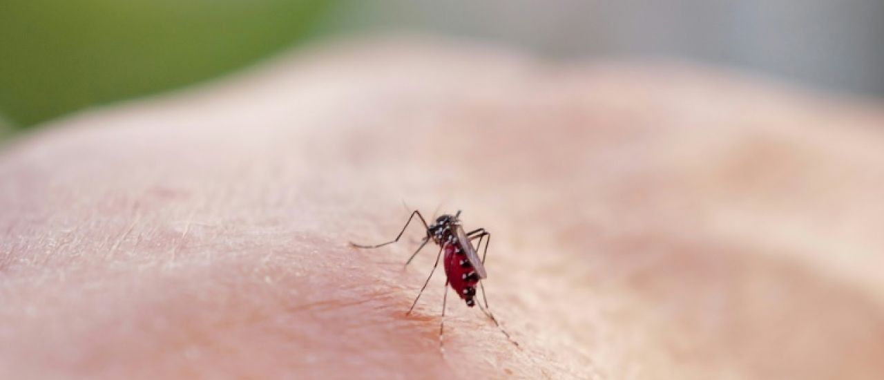 Chikungunya: les contaminations dans l'Hexagone grimpent encore, la vigilance reste de mise