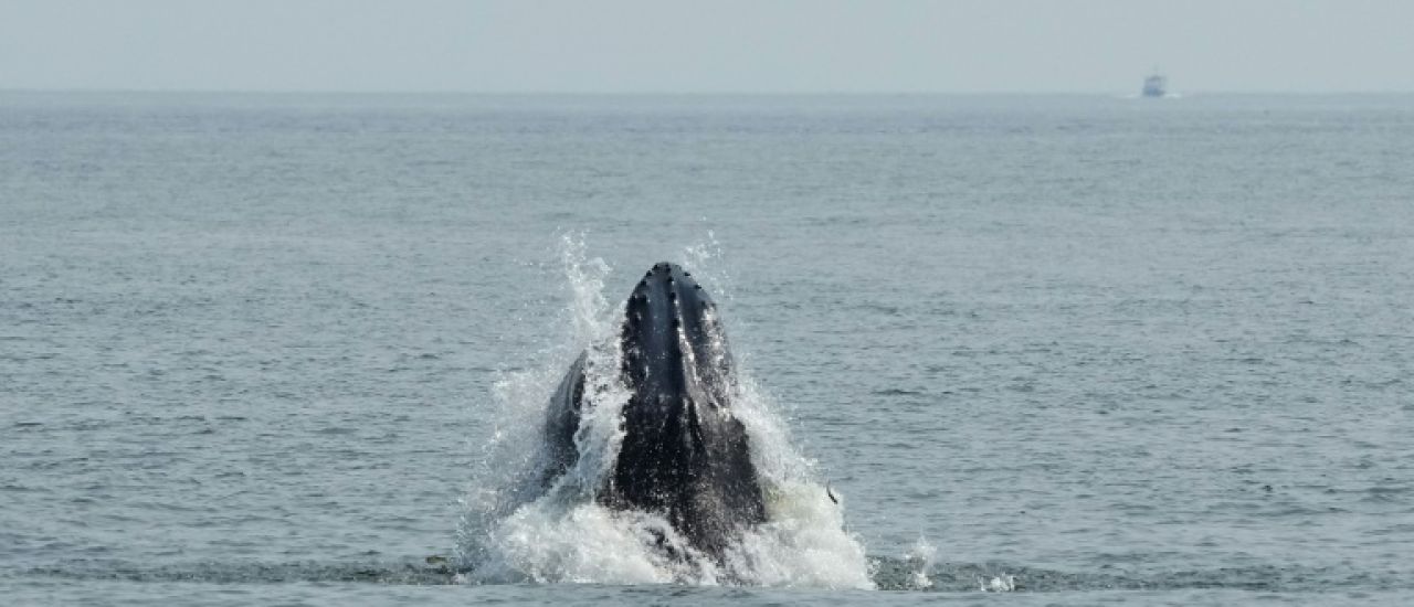 A New York, le retour des baleines menacé par le trafic maritime