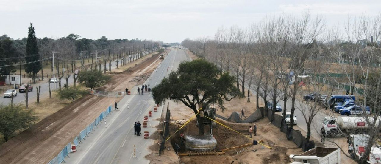 En Argentine, sur le tracé d'une route, l'arbre de la discorde