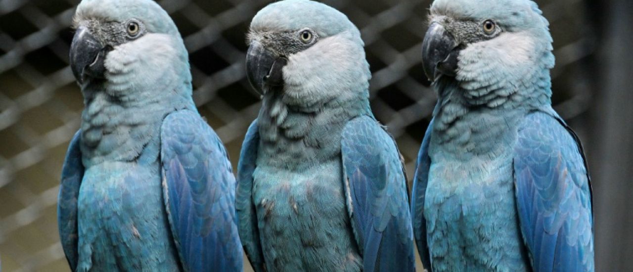 Brésil: des perroquets bleus menacés d'extinction par un virus mortel