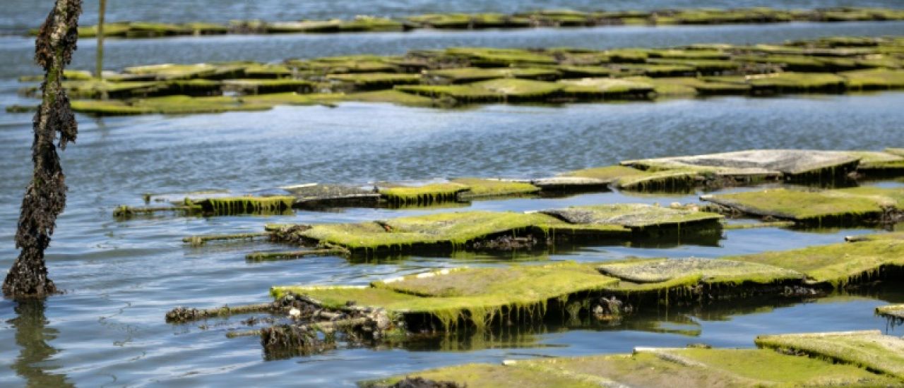 En baie de Morlaix, les ostréiculteurs submergés par les marées vertes