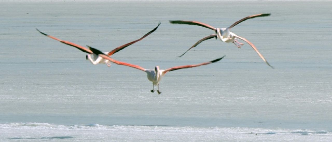 Dans le golfe du Lion, étudier les oiseaux migrateurs face aux projets d'éoliennes