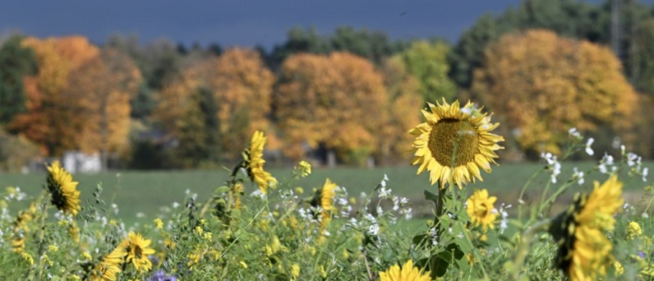 La sensibilité des plantes revient au goût du jour La sensibilité des plantes revient au goût du jour