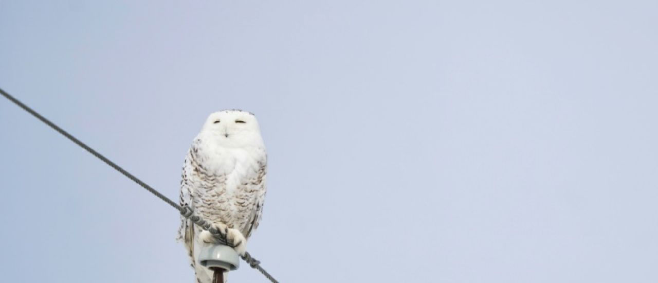 Protection internationale pour 40 nouvelles espèces migratrices