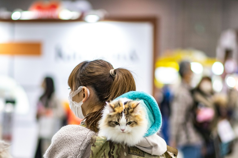 Japon: une startup demande l'homologation d'un traitement rénal pour chats