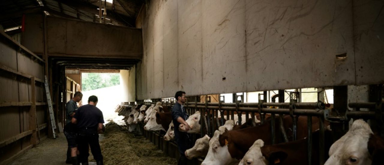 Dermatose des bovins: la ministre de l'Agriculture chez les éleveurs touchés