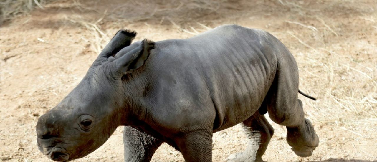 Espagne: rare naissance d'un rhinocéros blanc au zoo de Valence