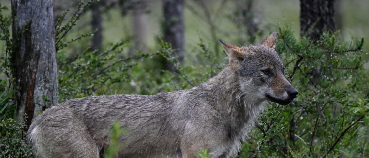 L'Etat annonce un nombre de loups relativement stable, colère des éleveurs