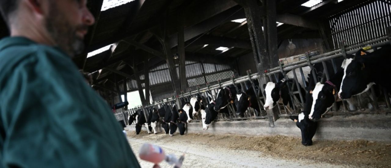 En Bretagne, la vaccination bat son plein contre la fièvre catarrhale ovine