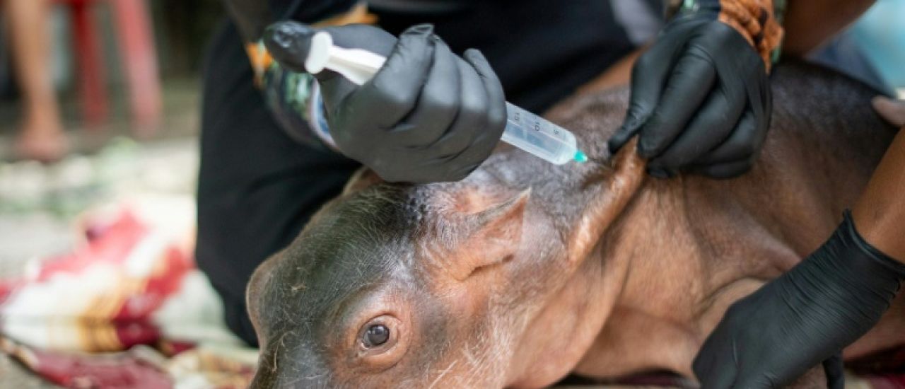 Colombie: un bébé hippopotame descendant de la colonie d'Escobar meurt malgré les soins