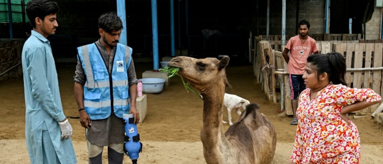 Au Pakistan, une chamelle remarche grâce à une patte prothétique