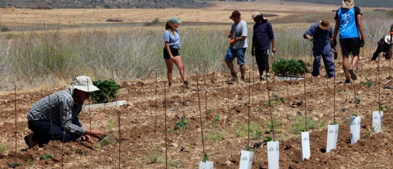 Israël: au monastère de Latroun, des vignes replantées en signe d'"espoir"