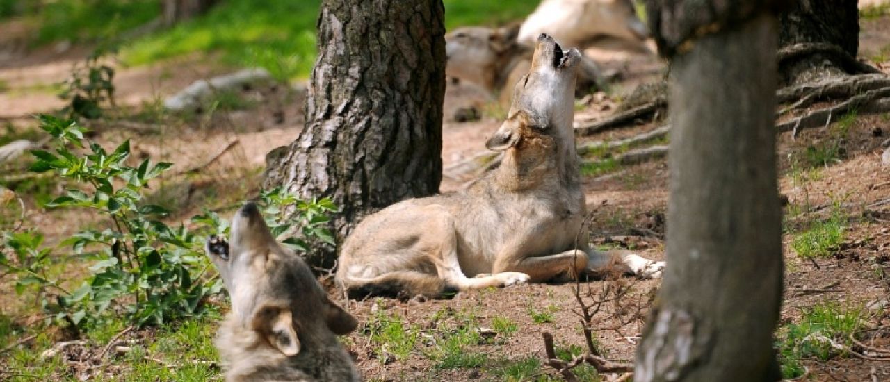 L'État assouplit les conditions de tir sur les loups attaquant des élevages