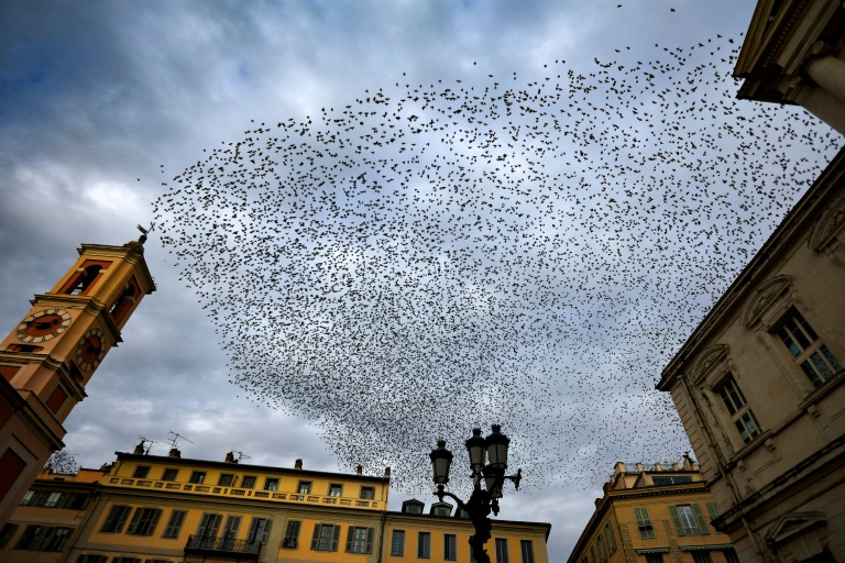 Le bruit affecte fortement les oiseaux et leur reproduction... mais des solutions existent