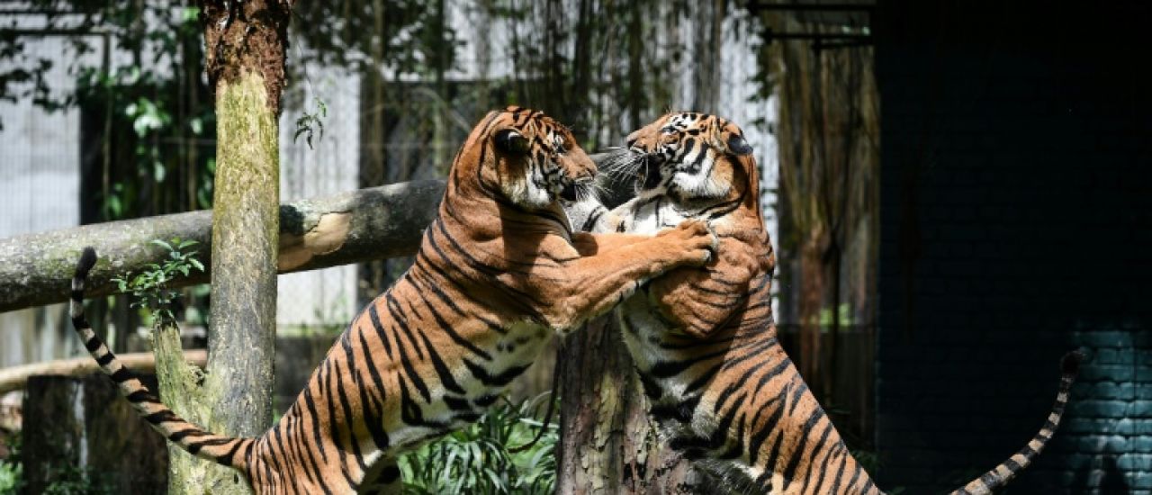 En grave danger d'extinction, le tigre de Malaisie face au braconnage En grave danger d'extinction, le tigre de Malaisie face au braconnage