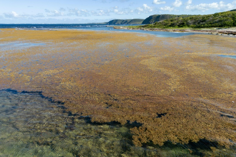 Algues en Guadeloupe: l'année s'annonce chargée en sargasses