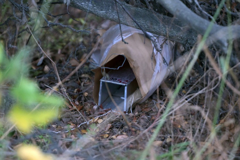 Hantavirus : autour d'Ushuaïa indifférente, la chasse au rat et à l'insaisissable virus